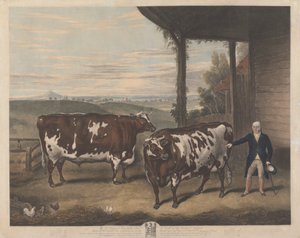Due buoi di Durham da Charles Turner