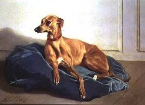 Studio di un cane