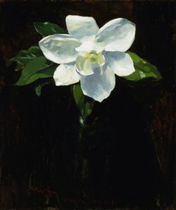 Magnolia