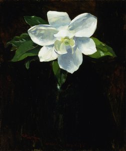 Magnolia
