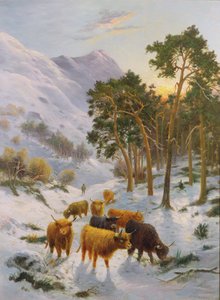 Bovini delle Highland in un Paesaggio Invernale
