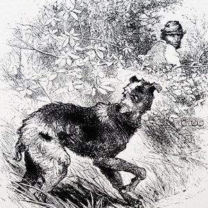 Un bracconiere con il suo levriero da Charles Whymper