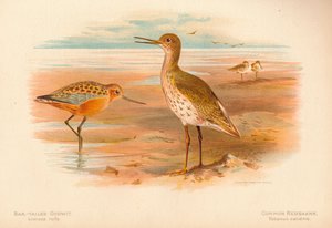 Pivieressa Limosa rufa, Pettegola comune Totanus, 1900 da Charles Whymper