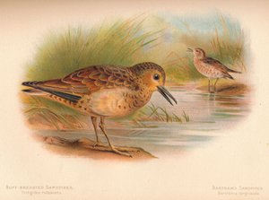 Piro-piro pettorossiccio, Piro-piro di Bartram da Charles Whymper
