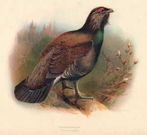 Gallo cedrone Tetrao urogallus, 1900