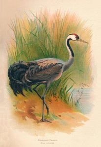 Gru comune Grus cinerea, 1900