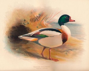 Germano reale comune Tadorna cornuta, 1900