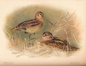 Beccaccino comune Gallinago scolopacina, Beccaccino Jack Limnocryptes gallinula, 1900 da Charles Whymper