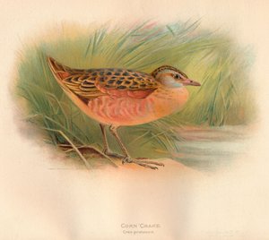Cornacchia Crex pratensis, 1900 da Charles Whymper
