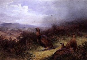 Galli nelle Highlands da Charles Whymper