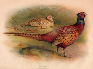 Fagiano Phasianus colchicus, 1900 da Charles Whymper