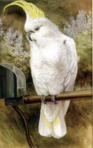 Cacatua crestagialla