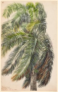 Palma Reale da Charles de Wolf Brownell