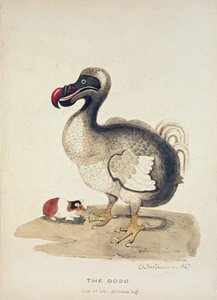 Studio di un dodo e di una cavia, 1847 da Charlotte Augusta Spencer Churchill