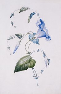 Convolvolo blu