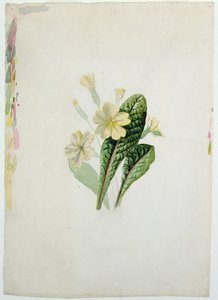 Studio di una primula