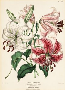Varietà di gigli giapponesi, Lilium speciosum
