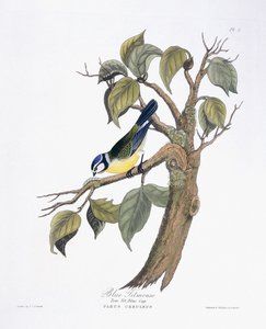 Cinciallegra da Charlotte L. E. Perrott