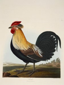 Gallo, Phasianus, pub. 1835 da Charlotte Lousia Emily Perrott