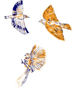 Uccelli