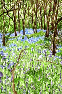 Campanule da Charlotte Orr