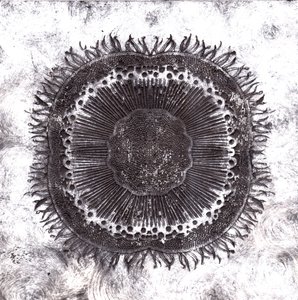 Cellule Vegetali, 2019