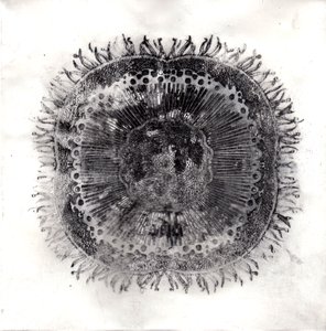 Cellule vegetali, 2019 da Charlotte Orr