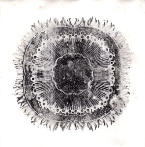 Cellule vegetali da Charlotte Orr