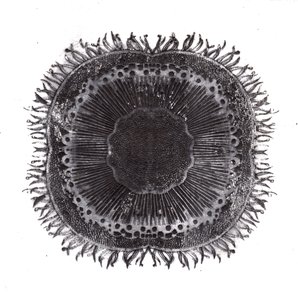 Cellule Vegetali, 2019 da Charlotte Orr