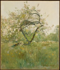 Fiori di pesco—Villiers-le-Bel