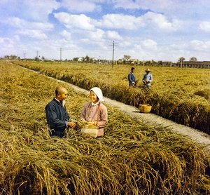 Gioia di un raccolto abbondante, Cina comunista