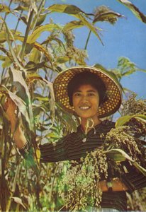Taiwan: Sorgo da cui si produce il vino Kaoliang