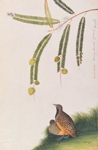 Quaglia Bottone Barrata, da Disegni di Uccelli di Malacca, c.1805-18