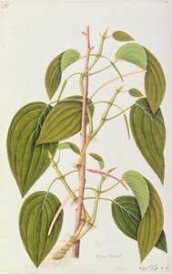 Foglia di Betel, da Cinquantacinque Disegni di Piante Medicinali di Malacca, Volume 1, c.1805-18 da Chinese School