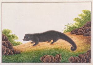 Binturong, da Disegni di Animali, Insetti e Rettili di Malacca, c.1805-18 da Chinese School