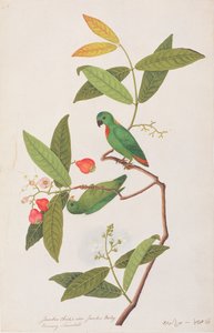 Pappagallo Appeso dalla Corona Blu, da Disegni di Uccelli di Malacca, c.1805-18 da Chinese School
