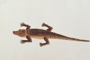 Boo-ay-ah Alligatore, da Disegni di animali, insetti e rettili di Malacca, c.1805-18 da Chinese School