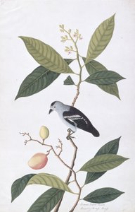 Booah Nawa Hawa, da Disegni di uccelli di Malacca, c.1805-18 da Chinese School