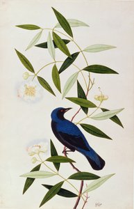 Boorah Farleeh, da Disegni di uccelli di Malacca, c.1805-18 da Chinese School