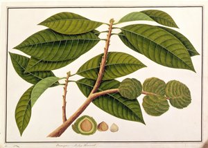 Brangam o Castagna Malese, da Disegni di Piante di Malacca, c.1805-18 da Chinese School