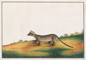 Zibetto delle palme comune, da Disegni di animali, insetti e rettili di Malacca, c.1805-18 da Chinese School