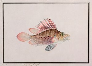 Eekan Linqah Singah, da Disegni di pesci di Malacca, c.1805-18 da Chinese School