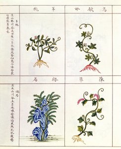Quattro piante da un Pen Tsao, una raccolta di piante medicinali, XVIII-XIX secolo da Chinese School