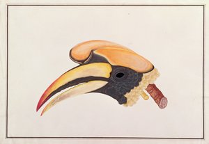 Grande Bucero, da Disegni di uccelli di Malacca, c.1805-18