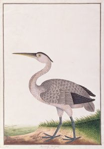 Airone grigio, da Disegni di uccelli di Malacca, c.1805-18 da Chinese School