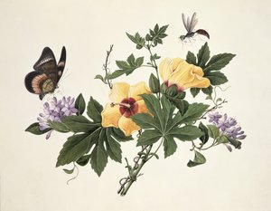 Ibisco e farfalla