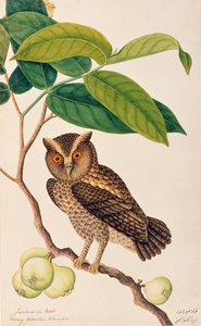 Jambooai-eri Pootih, Boorong Ketamboo Ketampin, da Disegni di uccelli di Malacca, c.1805-18 da Chinese School