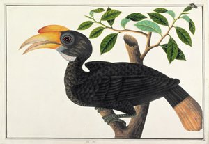 Ke-ke, da Disegni di uccelli di Malacca, c.1805-18 da Chinese School