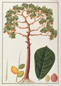 Klapang Terminalia Molucana o Mandorla Malese, da Disegni di Piante di Malacca, c.1805-18 da Chinese School