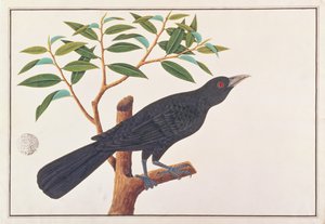 Koel, da Disegni di Uccelli di Malacca, c.1805-18 da Chinese School